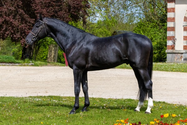 Black Cera DK FE